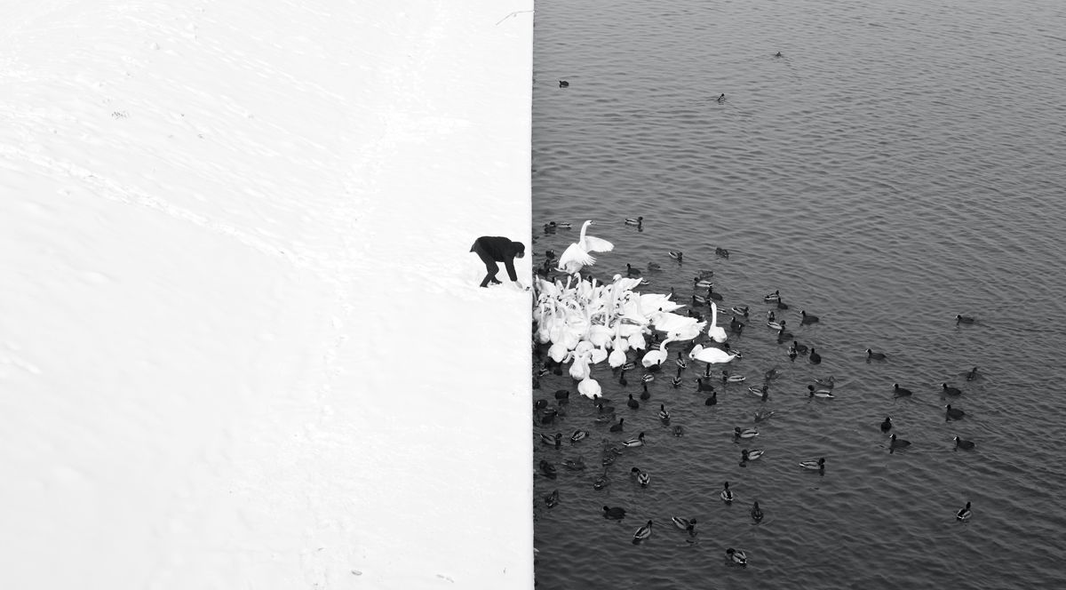 Marcin-Ryczek_A-Man-Feeding-Swans-in-the-Snow.jpg